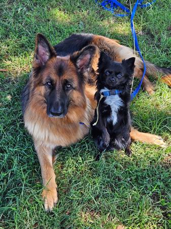 German Shepherd Dog (Long Stock Coat) for sale by STROSLLAPARC