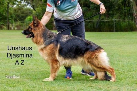 German Shepherd Dog for sale by STROSLLAPARC