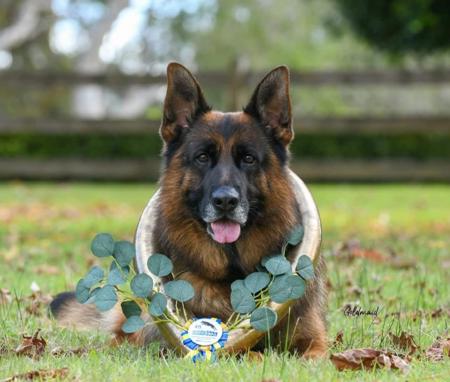 German Shepherd Dog for sale by STROSLLAPARC