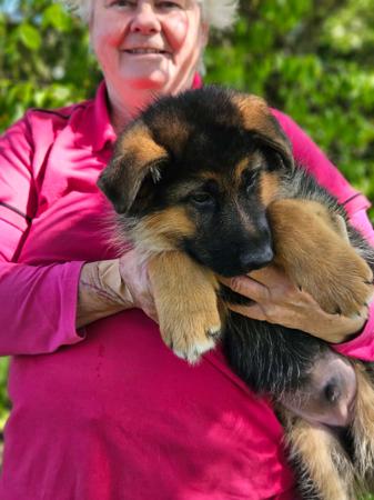 German Shepherd Dog for sale by STROSLLAPARC