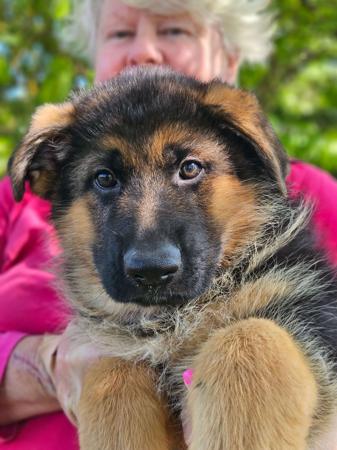 German Shepherd Dog for sale by STROSLLAPARC