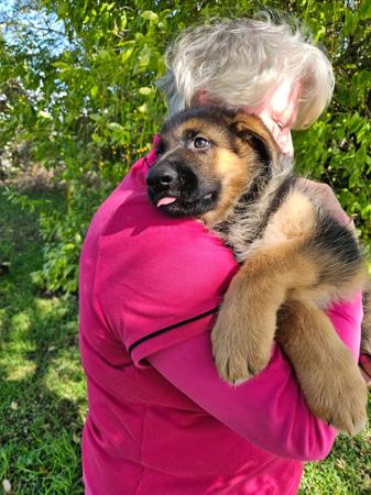 German Shepherd Dog for sale by STROSLLAPARC