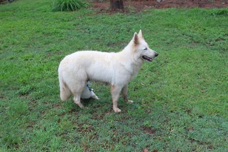 White Swiss Shepherd Dog for sale by VOLKSWOLF