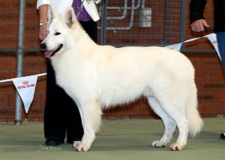 White Swiss Shepherd Dog for sale by VOLKSWOLF