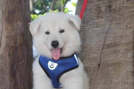 White Swiss Shepherd Dog for sale by VOLKSWOLF