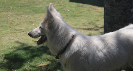 White Swiss Shepherd Dog for sale by VOLKSWOLF