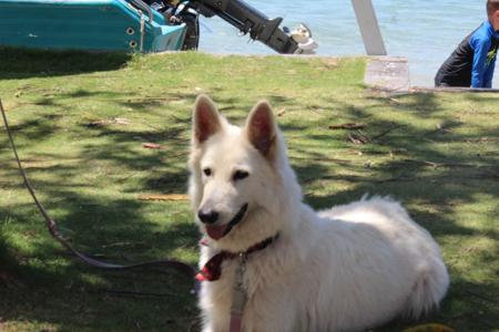 White Swiss Shepherd Dog for sale by VOLKSWOLF