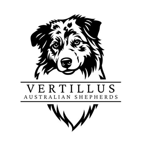 Australian Shepherd for sale by VERTILLUS