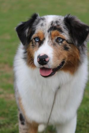 Australian Shepherd for sale by VERTILLUS