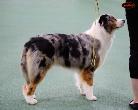 Australian Shepherd for sale by VERTILLUS