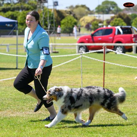 Australian Shepherd for sale by VERTILLUS