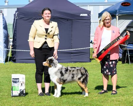 Australian Shepherd for sale by VERTILLUS