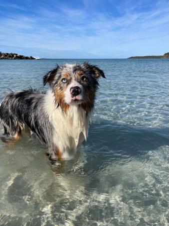 Australian Shepherd for sale by VERTILLUS