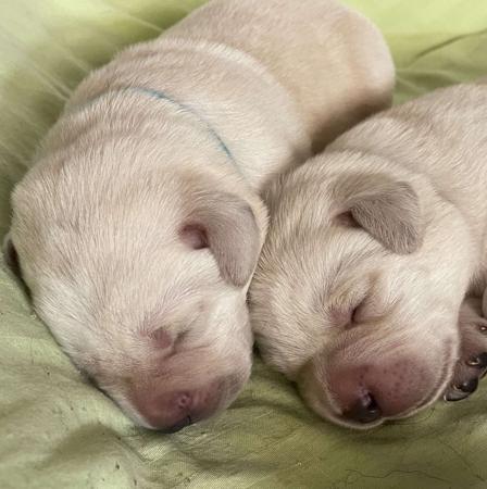 Labrador Retriever for sale by ESJAYBINDA