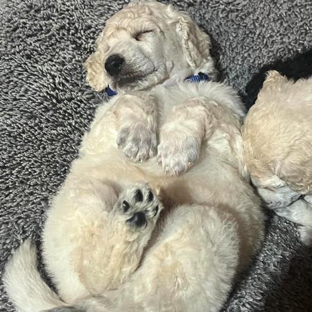 Poodle (Standard) for sale by KATHRYNCHANDLER70G