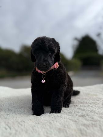 Poodle (Standard) puppy for sale by KATHRYNCHANDLER70G