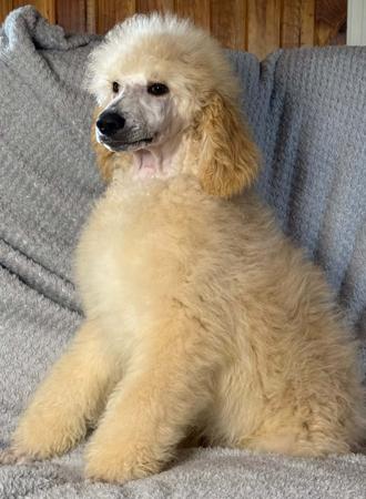 Poodle (Standard) puppy for sale by KATSTO