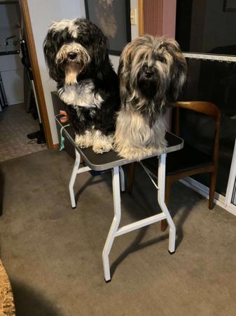 Tibetan Terrier for sale by BELLINGWORTH