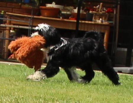 Tibetan Terrier for sale by THEPCHU