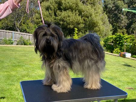Tibetan Terrier for sale by THEPCHU