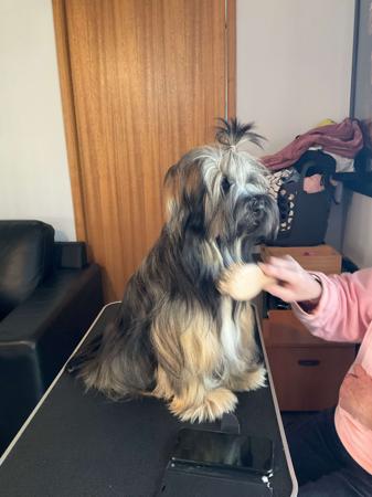 Tibetan Terrier for sale by THEPCHU
