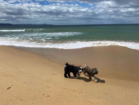 Tibetan Terrier for sale by THEPCHU