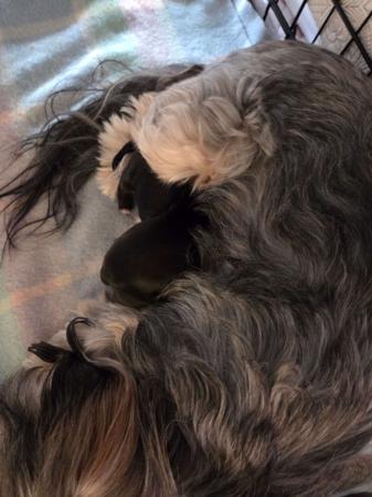 Tibetan Terrier for sale by THEPCHU