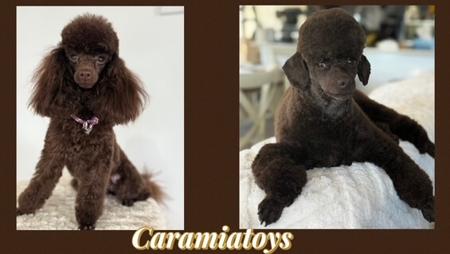 Poodle (Toy) for sale by CARAMIATOYS