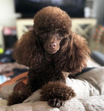 Poodle (Toy) for sale by CARAMIATOYS