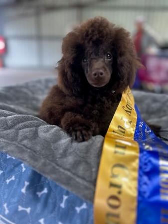 Poodle (Toy) for sale by CARAMIATOYS