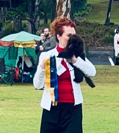 Poodle (Toy) for sale by CARAMIATOYS