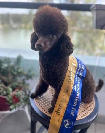 Poodle (Toy) for sale by POODLELOVE