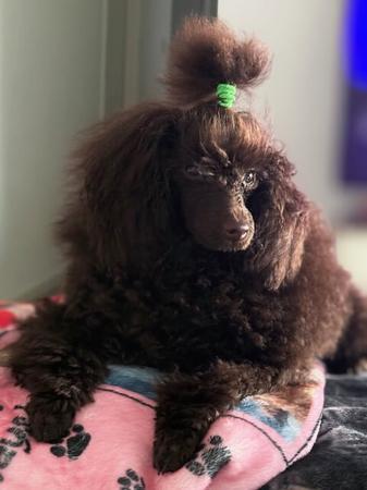 Poodle (Toy) for sale by CARAMIATOYS