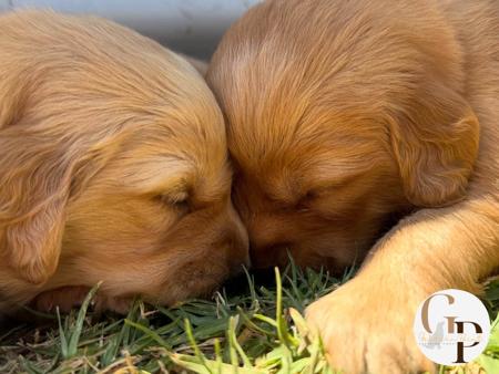 Golden Retriever for sale by GOLDERNPOINT