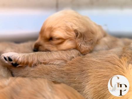 Golden Retriever for sale by GOLDERNPOINT