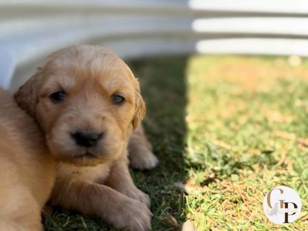 Golden Retriever for sale by GOLDERNPOINT