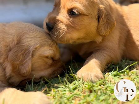 Golden Retriever for sale by GOLDERNPOINT