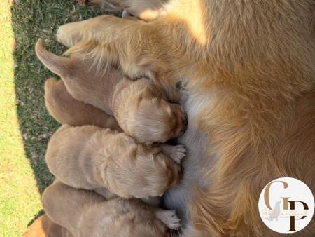 Golden Retriever for sale by GOLDERNPOINT