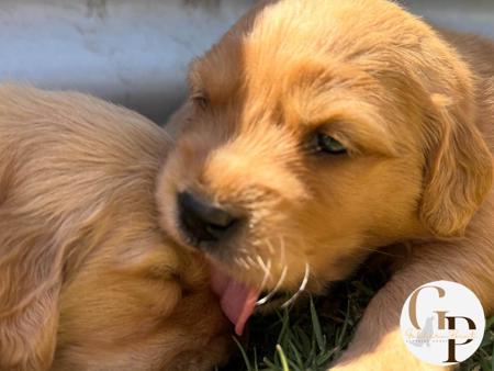 Golden Retriever for sale by GOLDERNPOINT