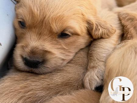Golden Retriever for sale by GOLDERNPOINT