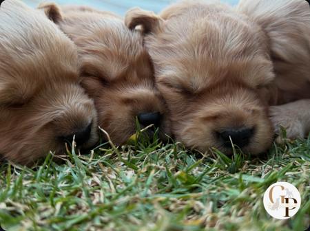 Golden Retriever for sale by GOLDERNPOINT