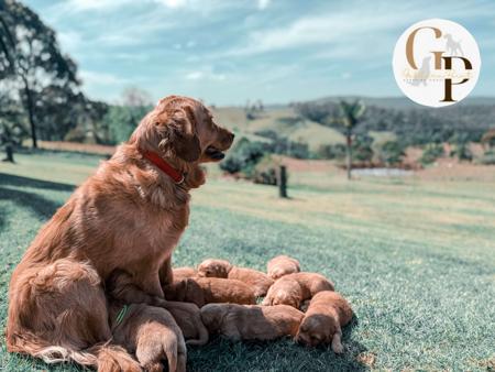 Golden Retriever for sale by GOLDERNPOINT