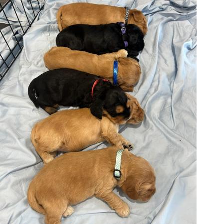 Cocker Spaniel for sale by JAMBERLEE