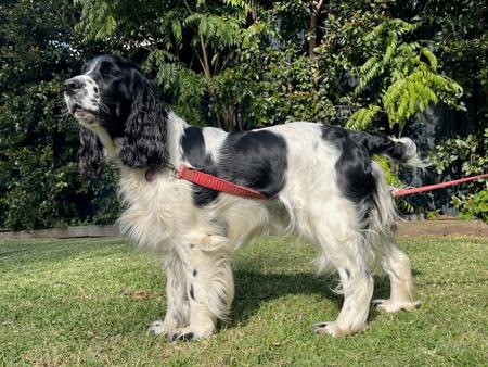 English Springer Spaniel for sale by FEATHERLINGS
