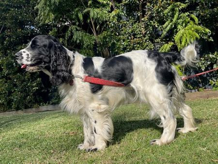 English Springer Spaniel for sale by FEATHERLINGS
