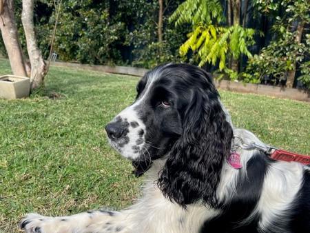 English Springer Spaniel for sale by FEATHERLINGS