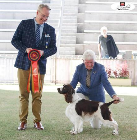 English Springer Spaniel for sale by FEATHERLINGS