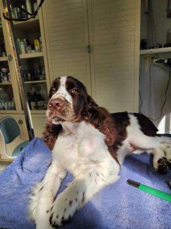 English Springer Spaniel for sale by FEATHERLINGS