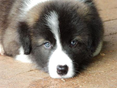 Border Collie for sale by LOUANNELEY