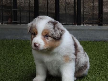 Border Collie for sale by LOUANNELEY